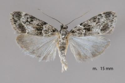 Eudonia mercurella