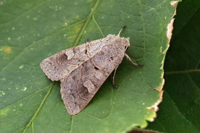 Ammoconia caecimacula