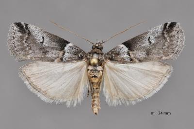 Acrobasis legatea