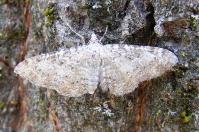 Eupithecia semigraphata