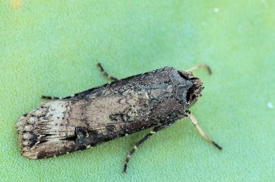 Agrotis ipsilon