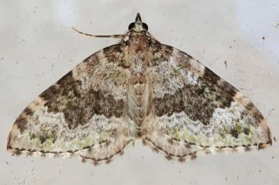 Colostygia aptata