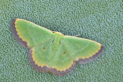 Eucrostes indigenata