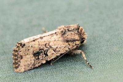 Mythimna languida