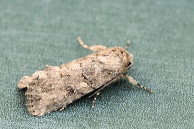 Spodoptera cilium