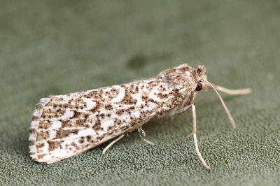Compsoptera anargyra