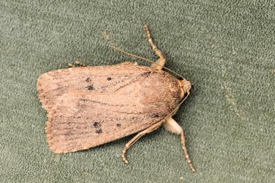 Amphipyra tragopoginis