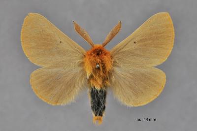 Lemonia taraxaci