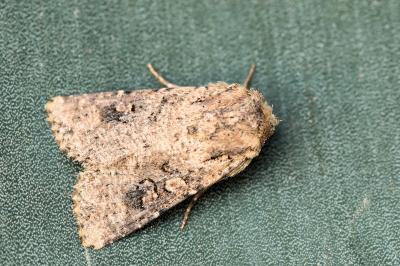 Mythimna languida