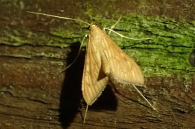 Antigastra catalaunalis