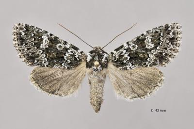 Polymixis polymita