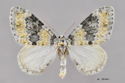 Entephria cyanata