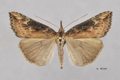 Hypena obesalis