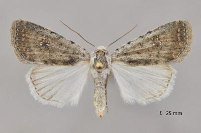 Caradrina montana