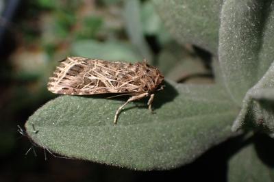 Spodoptera littoralis