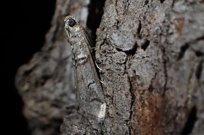 Acrobasis romanella