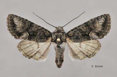 Dryobotodes monochroma