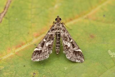 Diasemiopsis ramburialis