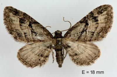 Eupithecia ericeata
