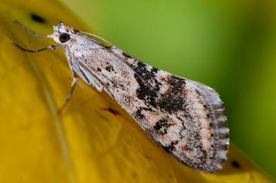 Cornifrons ulceratalis