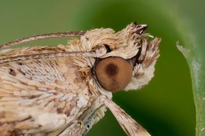 Cornifrons ulceratalis