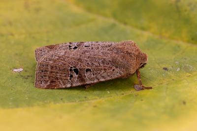Conistra rubiginosa