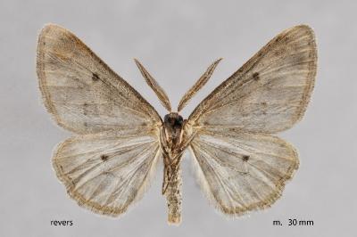 Afriberina tenietaria