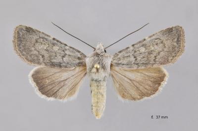 Euxoa decora