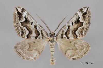 Scotopteryx proximaria