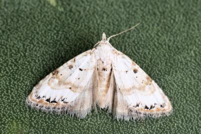 Nola subchlamydula