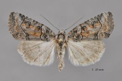 Bryophila ravula