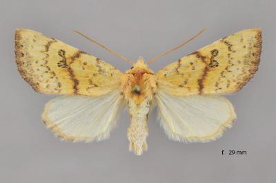 Tiliacea sulphurago
