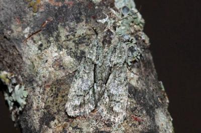 Cryphia simulatricula