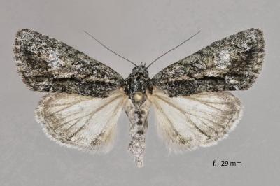 Cryphia simulatricula