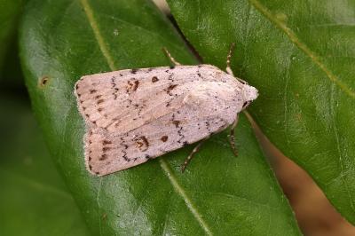 Caradrina fuscicornis fuscicornis