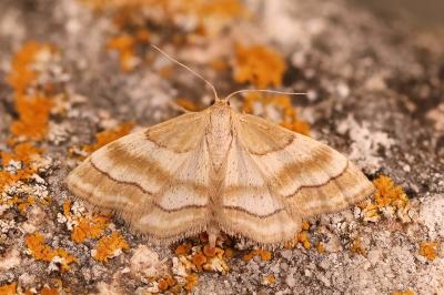 Idaea circuitaria