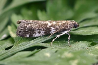 Assara terebrella