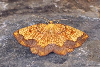 Epione vespertaria