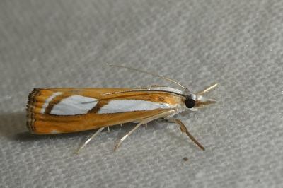 Catoptria myella