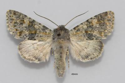 Polymixis rufocincta