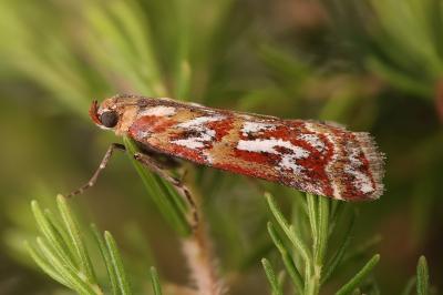 Acrobasis porphyrella