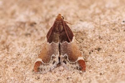 Pyralis lienigialis