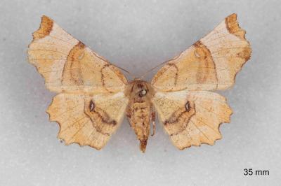 Selenia lunularia