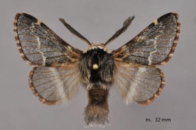 Poecilocampa populi