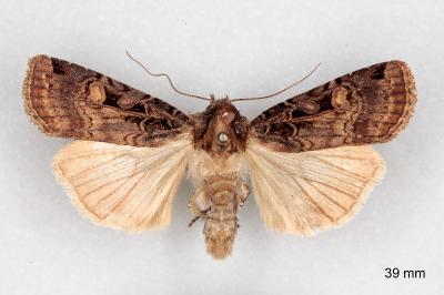 Opigena polygona