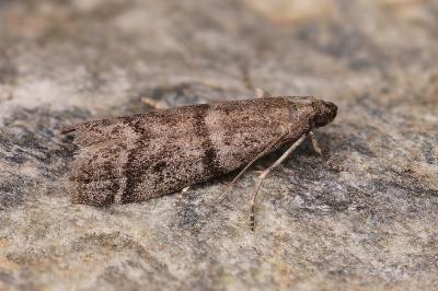Ephestia parasitella