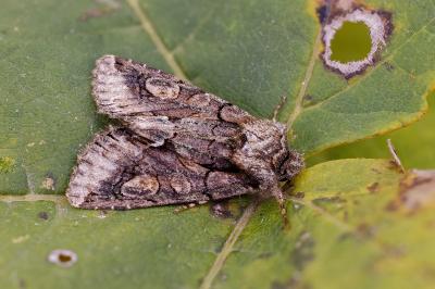 Allophyes corsica