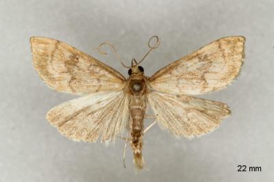 Udea fulvalis