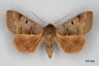 Minucia lunaris