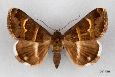 Grammodes stolida